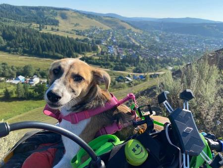 The dog – traveler overcame the way from Kazakhstan to St. Petersburg